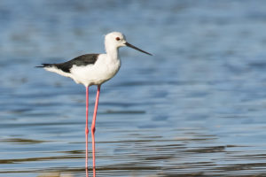 Black-winged Stilt (Himantopus himantopus)