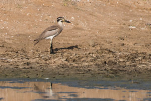 Great Thick-knee (Esacus recurvirostris)