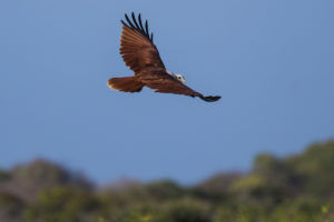 Brahminy Kite (Haliastur indus)