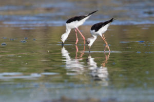 Black-winged Stilt (Himantopus himantopus)