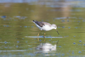 Marsh Sandpiper (Tringa stagnatilis)