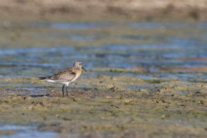 Curlew Sandpiper (Calidris ferruginea)