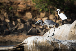 Gray Heron (Ardea cinerea)