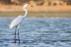 Great Egret (Ardea alba)