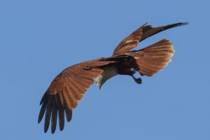 Brahminy Kite (Haliastur indus)