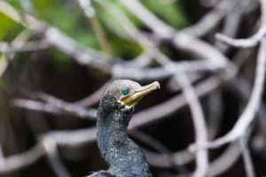 Indian Cormorant (Phalacrocorax fuscicollis)