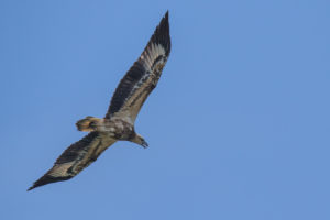 White-bellied Sea-Eagle (Haliaeetus leucogaster)