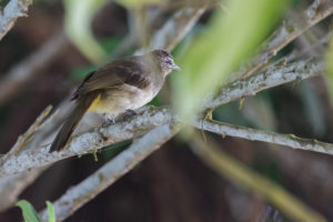 White-browed Bulbul (Pycnonotus luteolus)