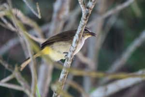 White-browed Bulbul (Pycnonotus luteolus)