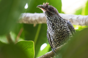 Asian Koel (Eudynamys scolopaceus)