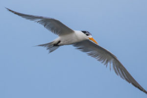 Lesser Crested Tern (Thalasseus bengalensis)