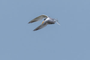 Lesser Crested Tern (Thalasseus bengalensis)