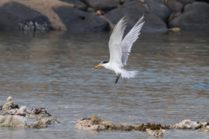 Lesser Crested Tern (Thalasseus bengalensis)