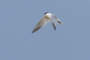 Lesser Crested Tern (Thalasseus bengalensis)