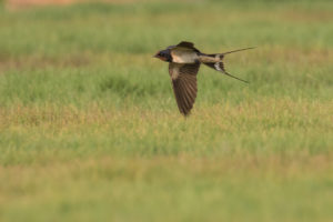 Barn Swallow (Hirundo rustica)