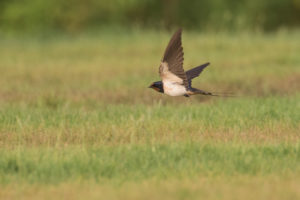 Barn Swallow (Hirundo rustica)