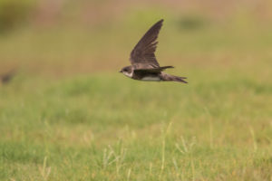 Bank Swallow (Riparia riparia)