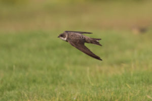 Bank Swallow (Riparia riparia)