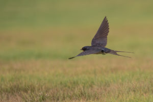 Barn Swallow (Hirundo rustica)