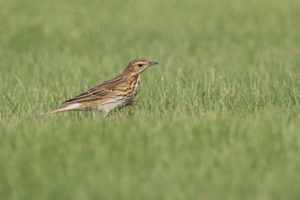 Tree Pipit (Anthus trivialis)