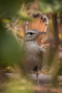 Rufous-tailed Scrub-Robin (Cercotrichas galactotes)