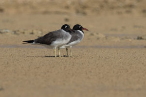 White-eyed Gull (Ichthyaetus leucophthalmus)