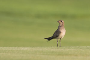 Collared Pratincole (Glareola pratincola)