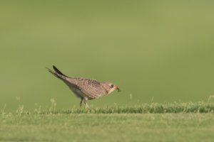 Collared Pratincole (Glareola pratincola)