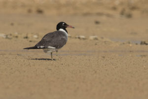 White-eyed Gull (Ichthyaetus leucophthalmus)