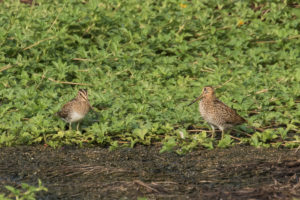 Common Snipe (Gallinago gallinago)