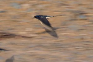 Barn Swallow (Hirundo rustica)