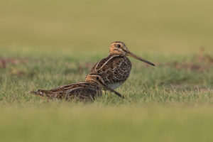 Common Snipe (Gallinago gallinago)