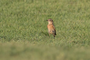 Whinchat (Saxicola rubetra)