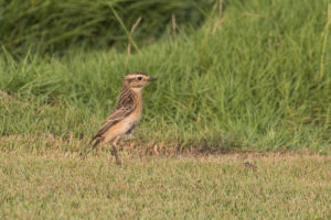 Whinchat (Saxicola rubetra)