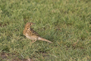 Tree Pipit (Anthus trivialis)