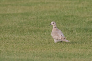 Eurasian Collared-Dove (Streptopelia decaocto)