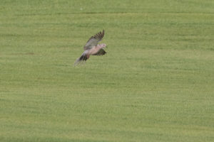 Eurasian Collared-Dove (Streptopelia decaocto)