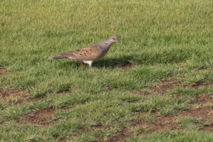 European Turtle-Dove (Streptopelia turtur)