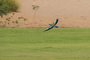 European Roller (Coracias garrulus)