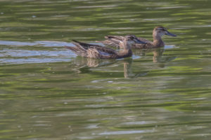 Garganey (Spatula querquedula)