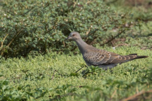 Oriental Turtle-Dove (Streptopelia orientalis)