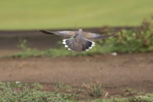 Oriental Turtle-Dove (Streptopelia orientalis)