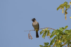 White-spectacled Bulbul (Pycnonotus xanthopygos)