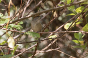 Eurasian Blackcap (Sylvia atricapilla)