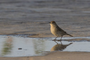 Eurasian Blackcap (Sylvia atricapilla)