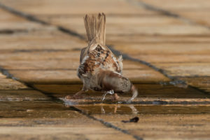 House Sparrow (Passer domesticus)