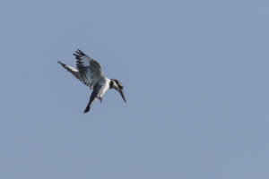 Pied Kingfisher (Ceryle rudis)