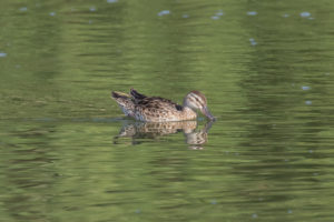 Garganey (Spatula querquedula)