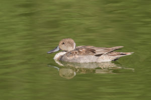 Northern Pintail (Anas acuta)