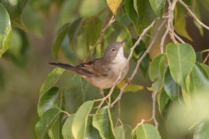 Greater Whitethroat (Sylvia communis)